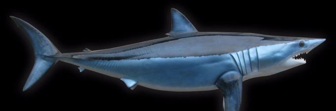Shark - rekin