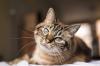 15 faktów na temat kotów, które czynią je jeszcze bardziej miłość