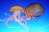 Jak udzielić pierwszej pomocy dla meduzy użądlenia