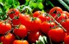 Jak prawidłowo wprowadzić pomidory do diety dzieci