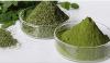 Moringa - roślina, która zapobiega problemy ze zdrowiem!