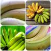 Jak pozbyć się problemów żołądkowych przy pomocy zielonego banana