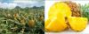 12 korzystne właściwości dla zdrowia ananasa