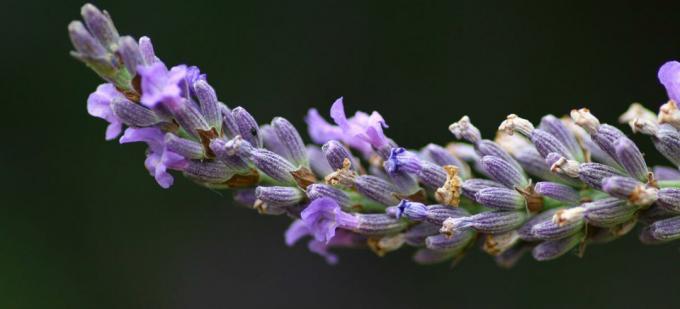 Lawenda wąskolistna - Lavandula angustifolia